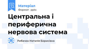 Центральна і периферична нервова система