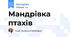 Мандрівка птахів