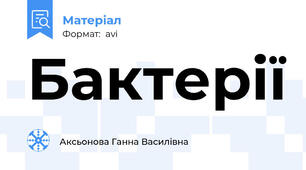 Бактерії