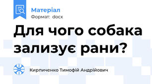 Для чого собака зализує рани?