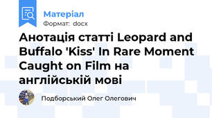 Анотація статті Leopard and Buffalo 'Kiss' In Rare Moment Caught on Film на англійській мові