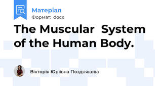 The Muscular  System of the Human Body.