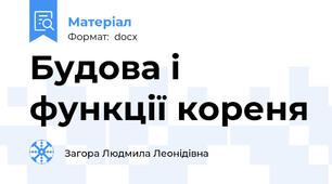 Будова і функції кореня