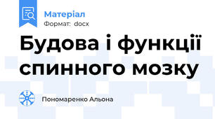 Будова і функції спинного мозку