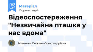 Відеоспостереження "Незвичайна пташка у нас вдома"