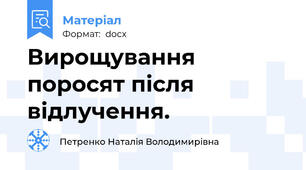 Вирощування  поросят після відлучення.