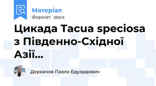 Цикада Tacua speciosa з Південно-Східної Азії...