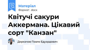 Квітучі сакури Аккермана. Цікавий сорт "Канзан"