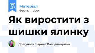 Як виростити з шишки ялинку