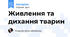 Живлення та дихання тварин
