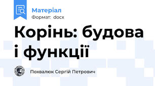 Корінь: будова і функції