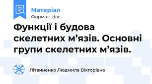 Функції і будова скелетних м’язів. Основні групи скелетних м’язів.