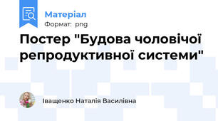 Постер "Будова чоловічої репродуктивної системи"