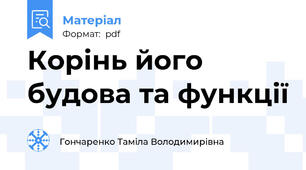 Корінь його будова та функції