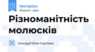 Різноманітність молюсків