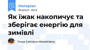 Як їжак накопичує та зберігає енергію для зимівлі