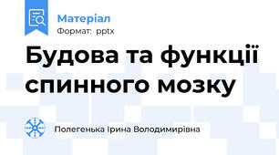 Будова та функції спинного мозку