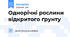 Однорічні рослини відкритого ґрунту
