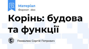 Корінь: будова та функції