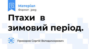 Птахи  в зимовий період.