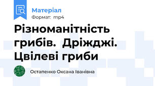Різноманітність грибів.  Дріжджі. Цвілеві гриби