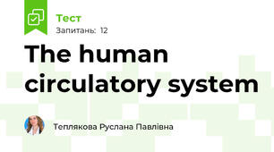 The human circulatory system
