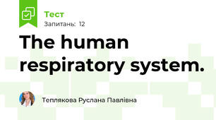 The human respiratory system.