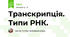 Транскрипція. Типи РНК.