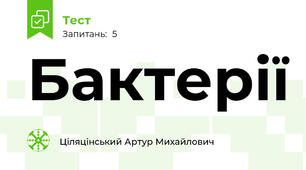 Бактерії