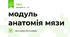 модуль анатомія мязи