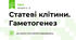 Статеві клітини. Гаметогенез