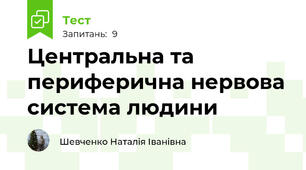 Центральна та периферична нервова система людини
