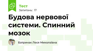 Будова нервової системи. Спинний мозок