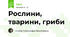 Рослини, тварини, гриби