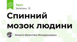 Спинний мозок людини