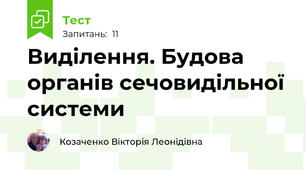 Виділення. Будова органів сечовидільної системи