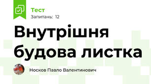 Внутрішня будова листка