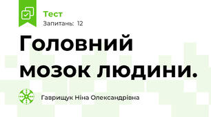 Головний мозок людини.