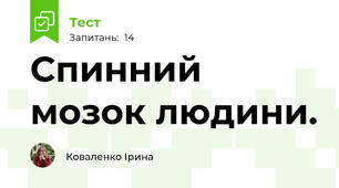  Спинний мозок людини.