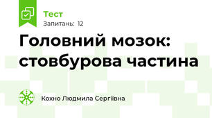 Головний мозок: стовбурова частина