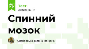 Спинний мозок