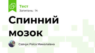 Спинний мозок