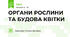 ОРГАНИ РОСЛИНИ ТА БУДОВА КВІТКИ