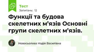 Функції та будова скелетних м’язів Основні групи скелетних м’язів.