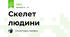 Скелет людини 