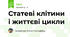 Статеві клітини і життєві цикли