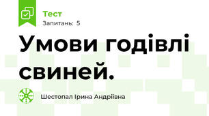 Умови годівлі свиней.