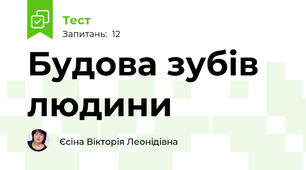 Будова зубів людини