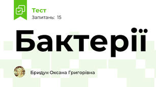 Бактерії