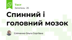 Спинний і головний мозок